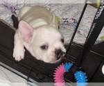 Small Photo #11 French Bulldog Puppy For Sale in EL CAJON, CA, USA