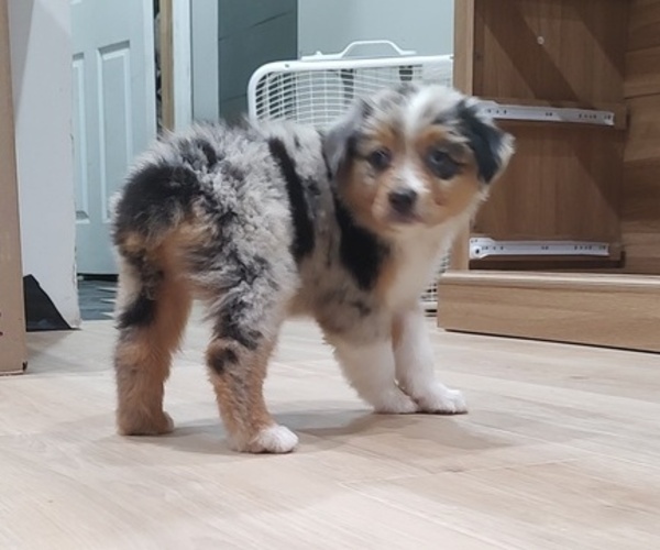 Medium Photo #6 Australian Shepherd Puppy For Sale in TUSCUMBIA, AL, USA