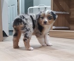 Small #4 Australian Shepherd