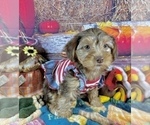 Small #2 Morkie