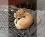 Small #1 Chihuahua