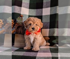 Maltipoo Puppy for sale in KIRKWOOD, PA, USA