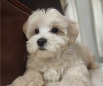 Small Photo #7 Maltese Puppy For Sale in WEST PALM BEACH, FL, USA