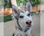 Small Siberian Husky Mix