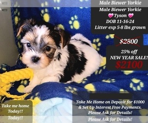 Biewer Terrier Puppy for sale in TUCSON, AZ, USA
