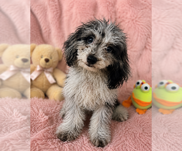 Medium Photo #8 Cavapoo (Miniature) Puppy For Sale in DURHAM, CT, USA