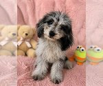 Small #7 Cavapoo (Miniature)