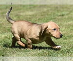 Small #3 Dachsador