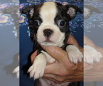Puppy Diamond Boston Terrier