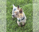 Small #2 Mutt