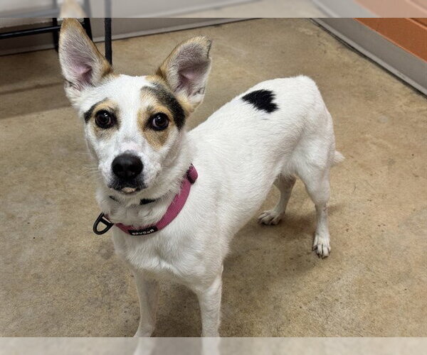 Medium Photo #1 Feist Terrier-Unknown Mix Puppy For Sale in Pueblo, CO, USA