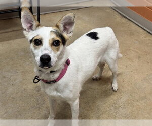 Feist Terrier-Unknown Mix Dogs for adoption in Pueblo, CO, USA