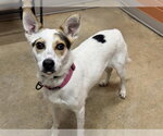 Small Feist Terrier Mix