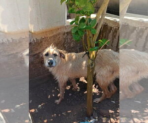 Zoe - Female Mutt Dog for Adoption - Photo #4