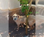 Small #3 Mutt