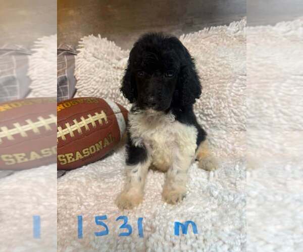 Medium Photo #1 Poodle (Standard) Puppy For Sale in DUNNELLON, FL, USA