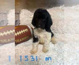 Poodle (Standard) Puppy for sale in DUNNELLON, FL, USA