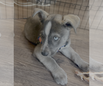 Small #1 Siberian Husky Mix