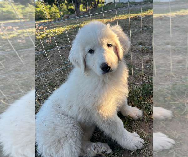 Medium Photo #5 Great Pyrenees Puppy For Sale in MONTROSE, CO, USA