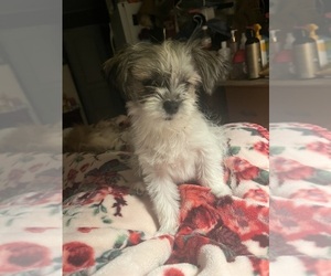 Shorkie Tzu Puppy for sale in LEBANON, OR, USA