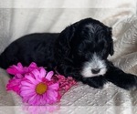 Small Photo #2 Old English Sheepdog-Sheepadoodle Mix Puppy For Sale in KENT CITY, MI, USA