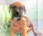 Small #1 Labrador Retriever Mix