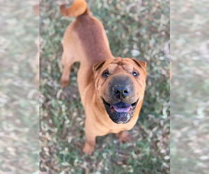 Chinese Shar-Pei Dogs for adoption in Riverside, CA, USA