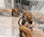 Small Photo #125 Belgian Malinois Puppy For Sale in REESEVILLE, WI, USA