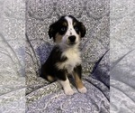 Small Photo #3 Miniature Australian Shepherd Puppy For Sale in COLUMBUS, NC, USA