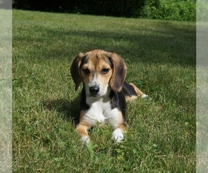 Beagle Puppy for sale in PINE GROVE, PA, USA