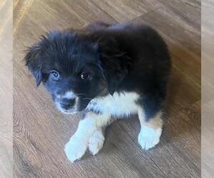 Chow Chow-Unknown Mix Dogs for adoption in San Antonio, TX, USA