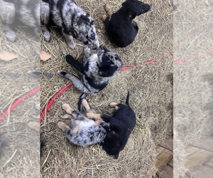 Australian Shepherd-Bernedoodle Mix Puppy for sale in WATERTOWN, TN, USA