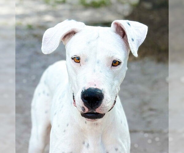 Medium Photo #1 Argentinian Mastiff-Unknown Mix Puppy For Sale in Fort Lauderdale, FL, USA