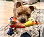 Small #3 American Staffordshire Terrier-French Bulldog Mix