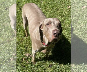 Boomer - Male Weimaraner Dog for Adoption - Photo #4