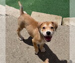 Small Mutt