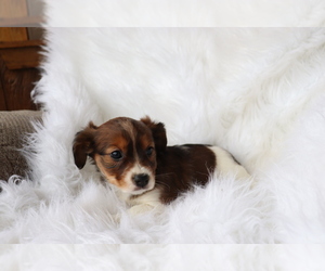 Cavalier King Charles Spaniel-Jack Russell Terrier Mix Puppy for sale in SHILOH, OH, USA