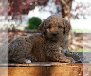 Medium Goldendoodle-Poodle (Miniature) Mix