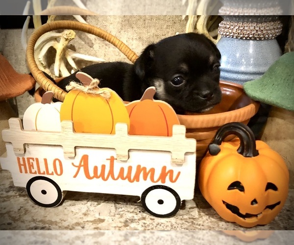 Medium Photo #4 Chihuahua Puppy For Sale in SHERMAN, TX, USA