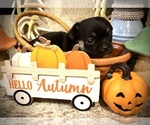 Small #3 Chihuahua
