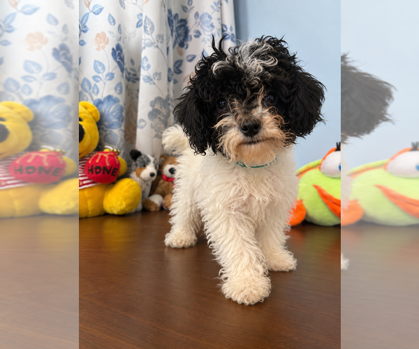 Medium Photo #7 Bichpoo Puppy For Sale in DURHAM, CT, USA