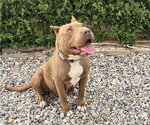 Small #4 American Staffordshire Terrier Mix