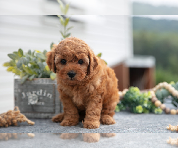 Medium Photo #3 Cavapoo Puppy For Sale in LYKENS, PA, USA