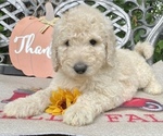 Small Photo #13 Goldendoodle-Poodle (Standard) Mix Puppy For Sale in LEICESTER, NC, USA