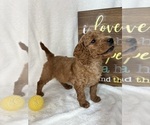 Small #3 Goldendoodle (Miniature)