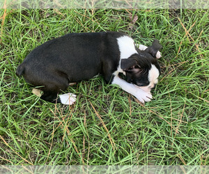 Boston Terrier Puppy for sale in PINK HILL, NC, USA