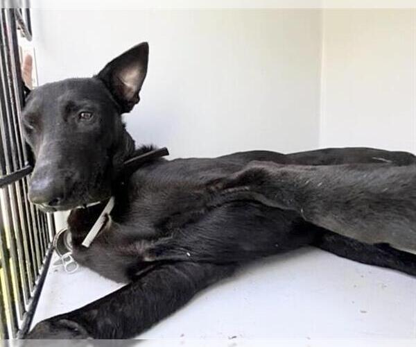 Medium Photo #1 Doberman Pinscher-German Shepherd Dog Mix Puppy For Sale in Houston, TX, USA