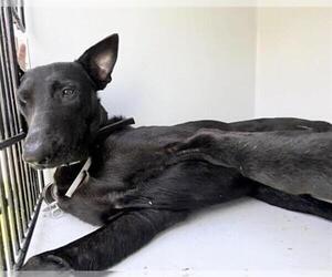 Doberman Pinscher-German Shepherd Dog Mix Dogs for adoption in Houston, TX, USA