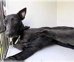Small Doberman Pinscher-German Shepherd Dog Mix