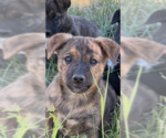 Small Boxer Mix